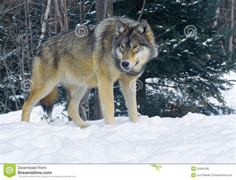 large timber wolf.